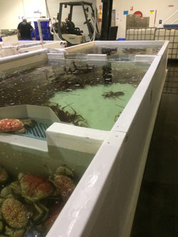 Ferguson Australia Lobster Fisheries Firex Industrial Pans